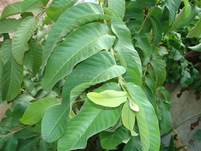  Leafy branch